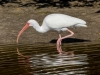 White Ibis