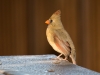 Northern Cardinal