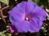 Beach Morning Glory