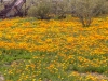 African Daisies