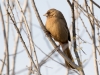 Abert's Towhee