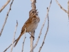 Song Sparrow