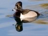 Ring-necked Duck