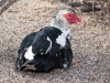 Muscovy Duck