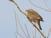 Red-winged Blackbird