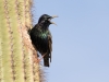 European Starling