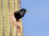 European Starling