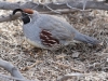 Gambel's Quail