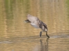 Pied-billed Grebe