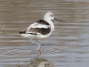 American Avocet