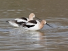 American Avocet