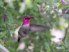 Anna's Hummingbird