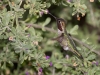Anna's Hummingbird