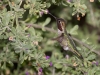 Anna's Hummingbird