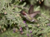 Anna's Hummingbird