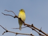 Lesser Goldfinch