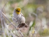 Verdin