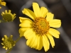 Brittlebush