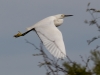 Snowy Egret