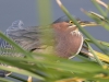 Green Heron