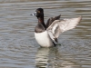 Ring-necked Duck