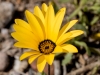 African Daisy