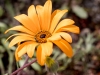 African Daisy