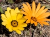 African Daisies