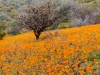 California Poppy