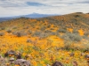 California Poppy