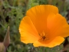 California Poppy