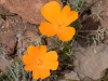 California Poppy