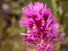 Purple Owl Clover