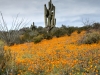 California Poppy