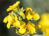 Gordon's Bladderpod