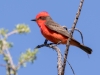 Vermilion Flycatcher