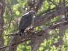 Gray Hawk