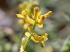 Golden Corydalis (aka Scambled Egg)