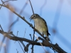 Plumbeous Vireo