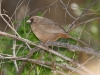 Abert's Towhee