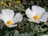 California Poppy