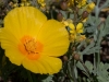 California Poppy and Gordon's Bladderpod