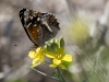 American Lady Butterfly