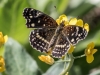 Texan Crescent Butterfly