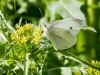 Cabage White Butterfly