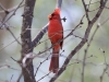 Northern Cardinal