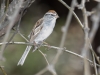 Chipping Sparrow