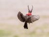 Vermilion Flycatcher