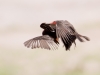 Vermilion Flycatcher