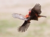 Vermilion Flycatcher